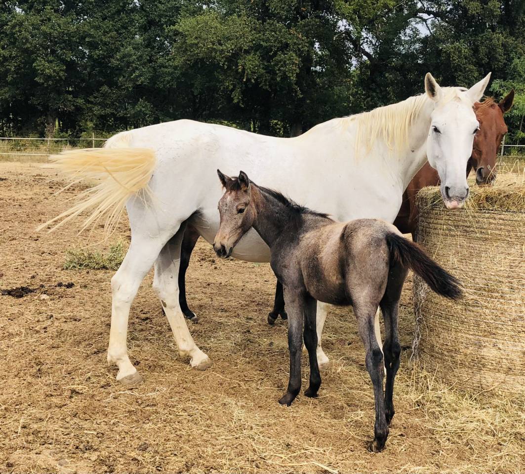 Mare French Saddle Pony For sale 2021 Grey