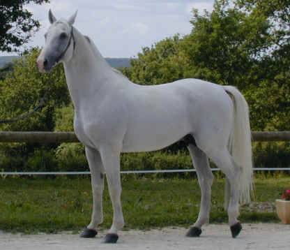 Mare French Saddle Pony For sale 2021 Grey