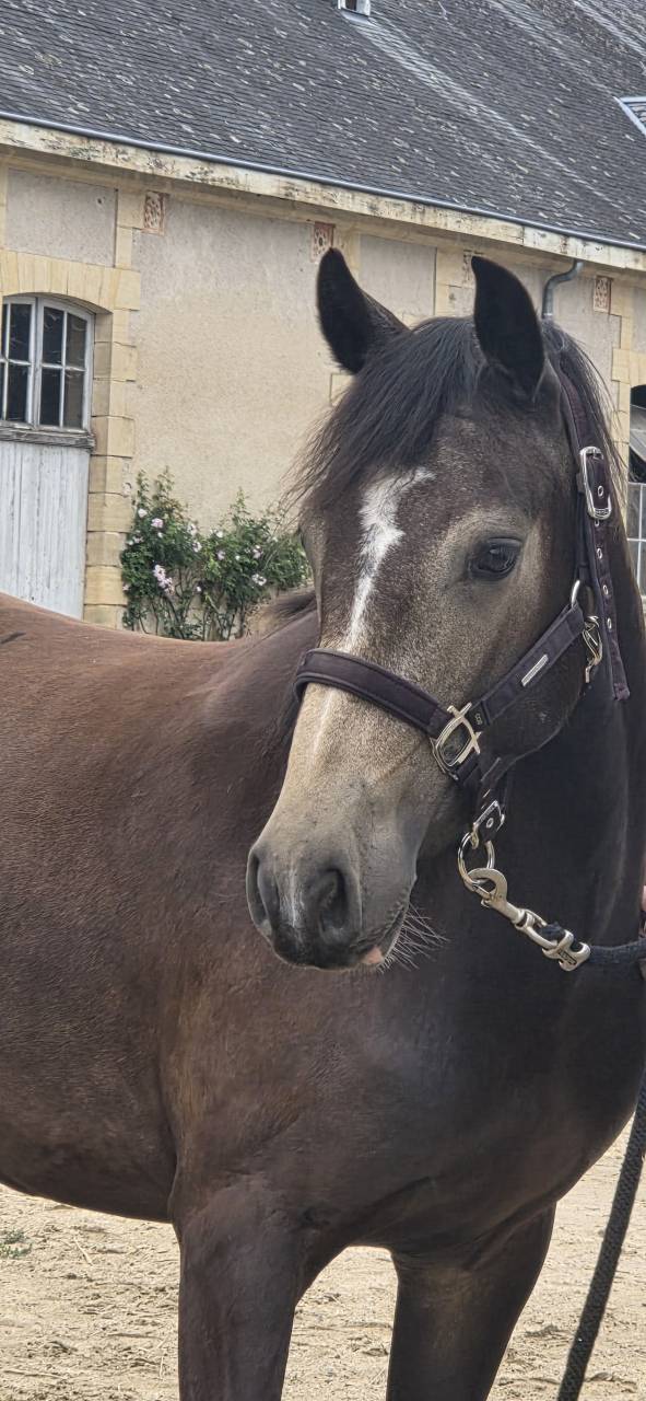 Mare Connemara For sale 2023 Buckskin