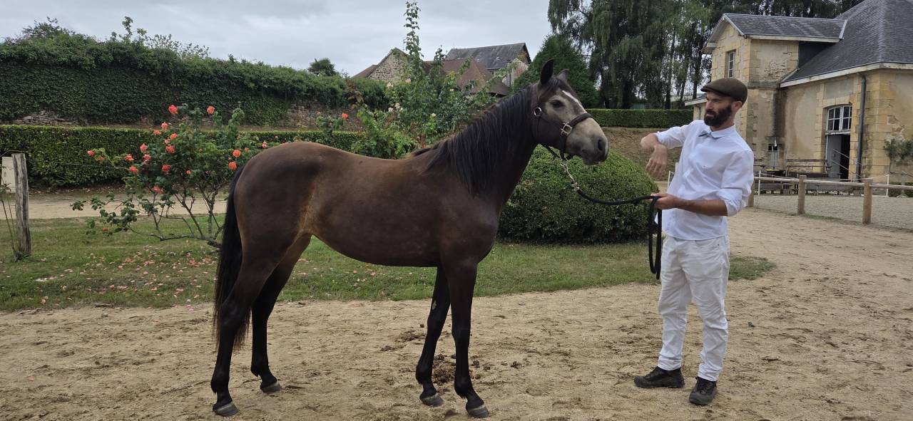 Mare Connemara For sale 2023 Buckskin