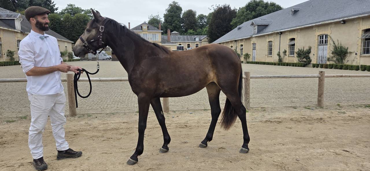 Mare Connemara For sale 2023 Buckskin