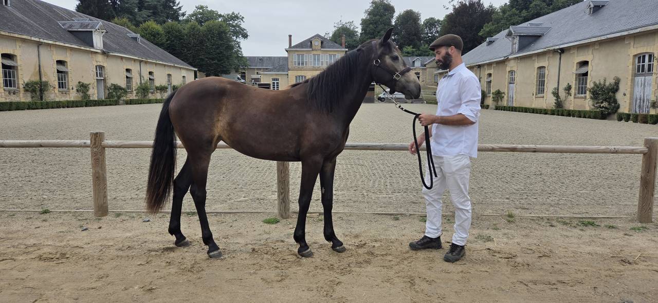 Mare Connemara For sale 2023 Buckskin