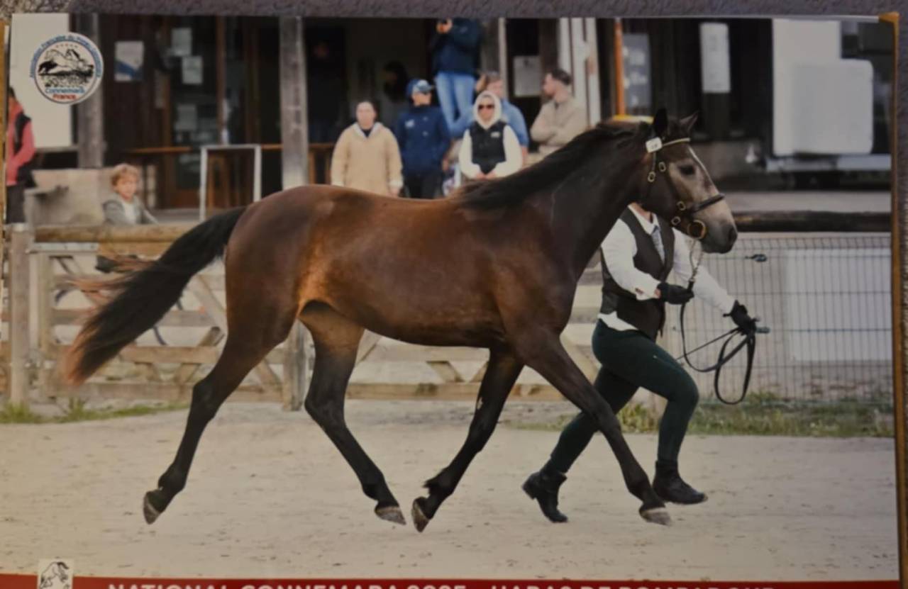 Mare Connemara For sale 2023 Buckskin