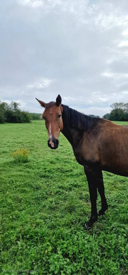 Mare Selle Français For sale 2017 Bay