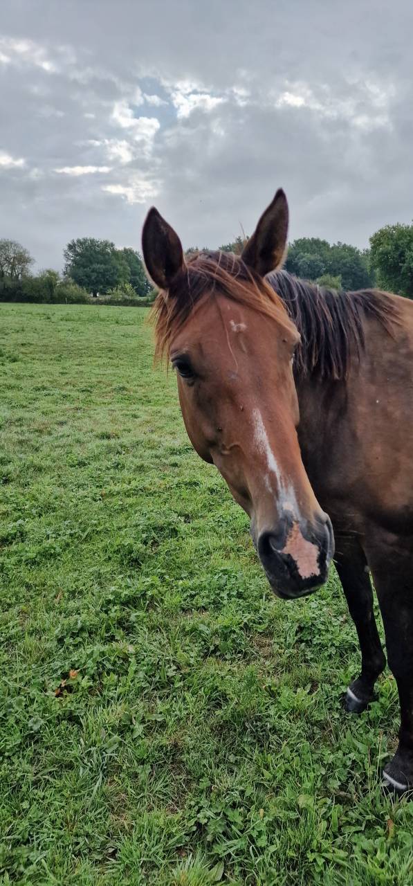 Mare Selle Français For sale 2017 Bay