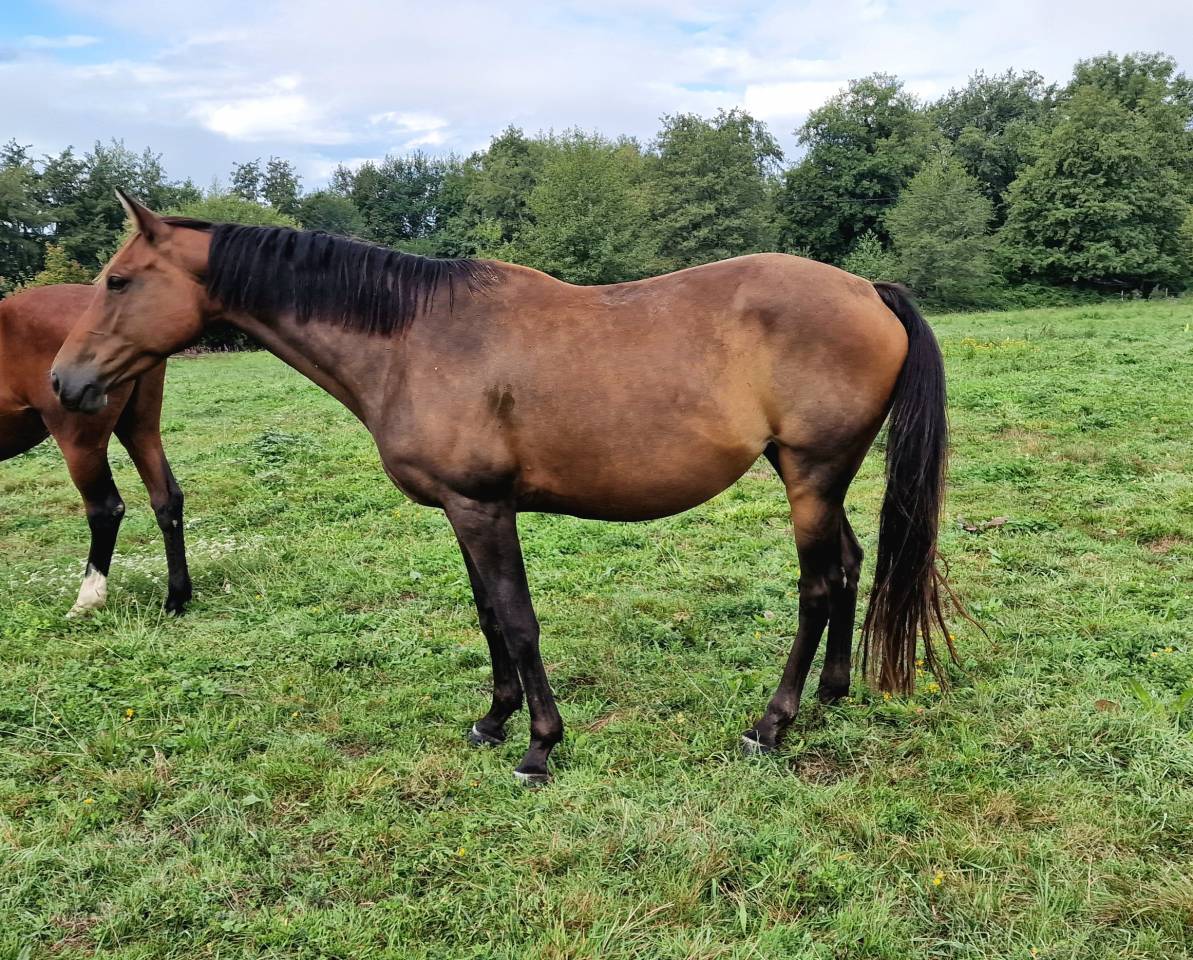 Mare Selle Français For sale 2017 Bay