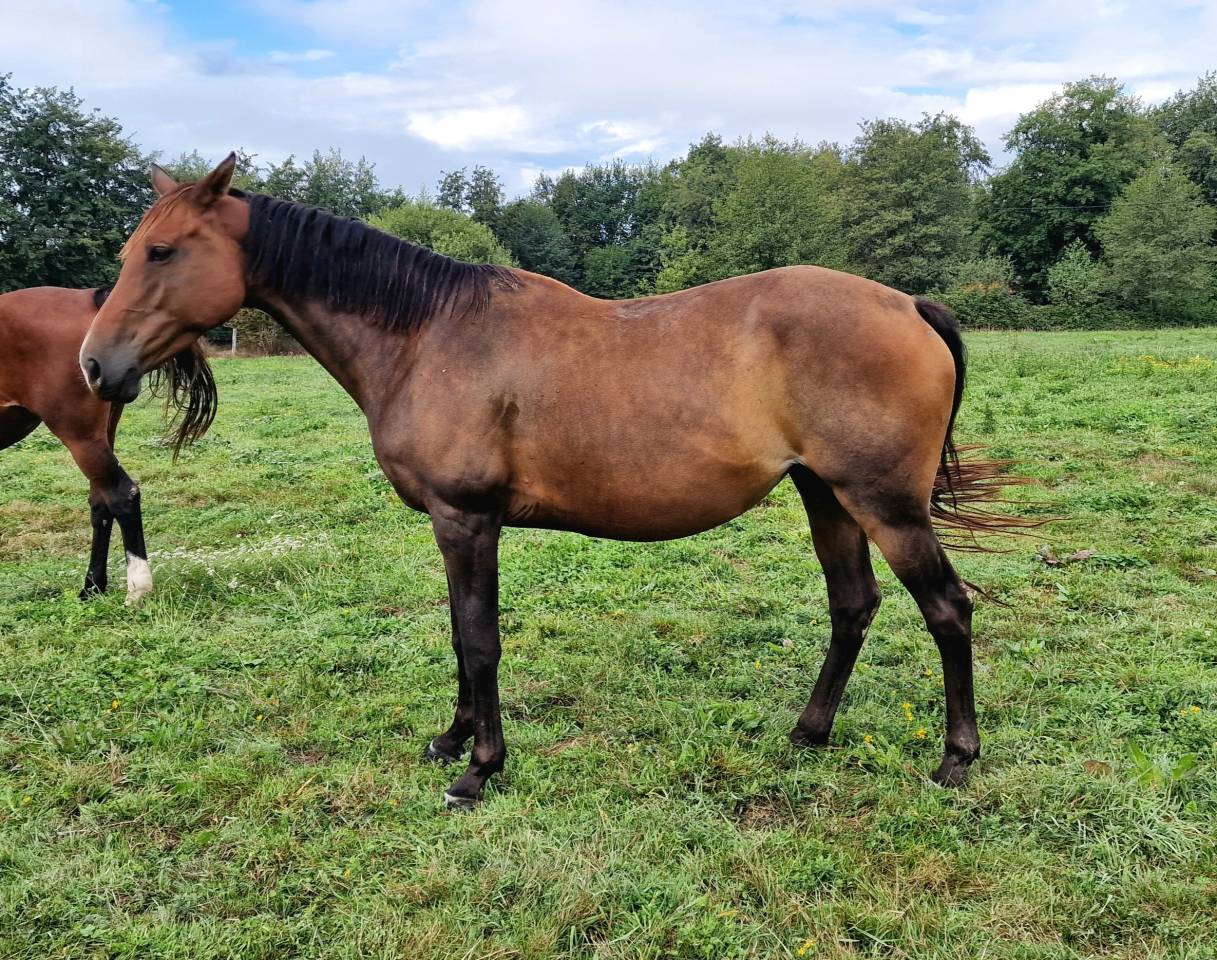Mare Selle Français For sale 2017 Bay