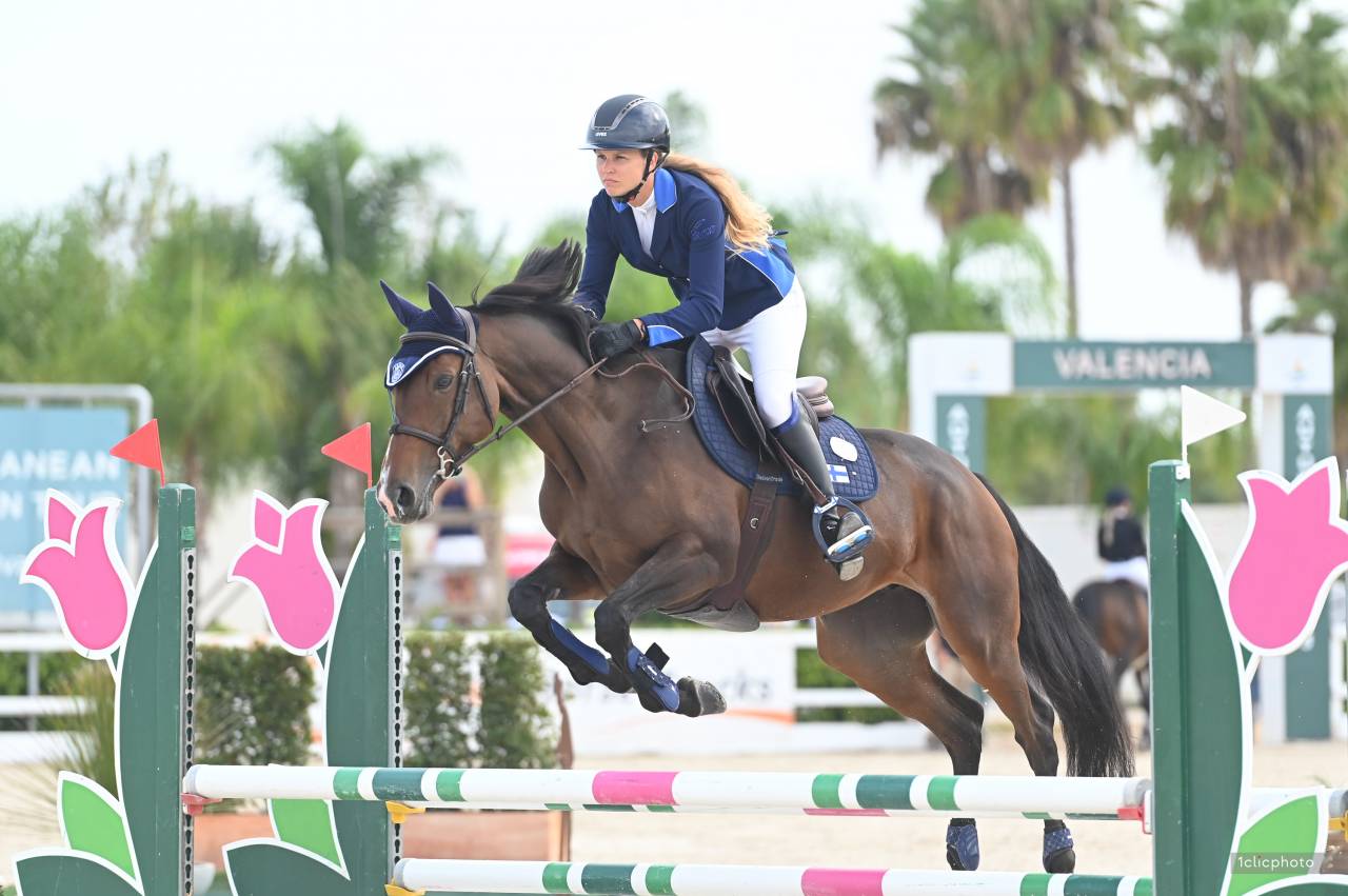 Mare Selle Français For sale 2017 Bay