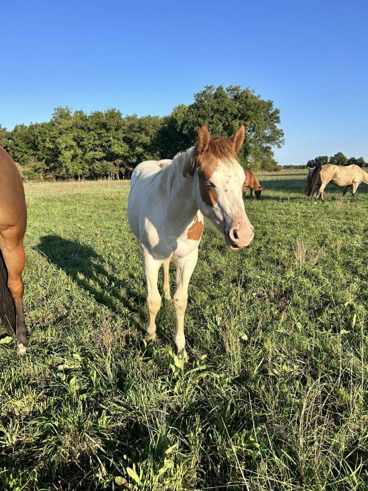 Filly Paint For sale 2025 Tovero