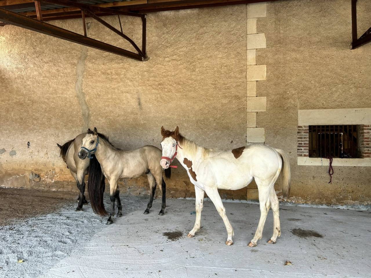 Filly Paint For sale 2025 Tovero