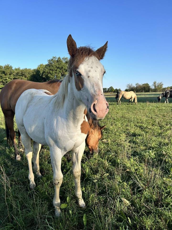 Filly Paint For sale 2025 Tovero