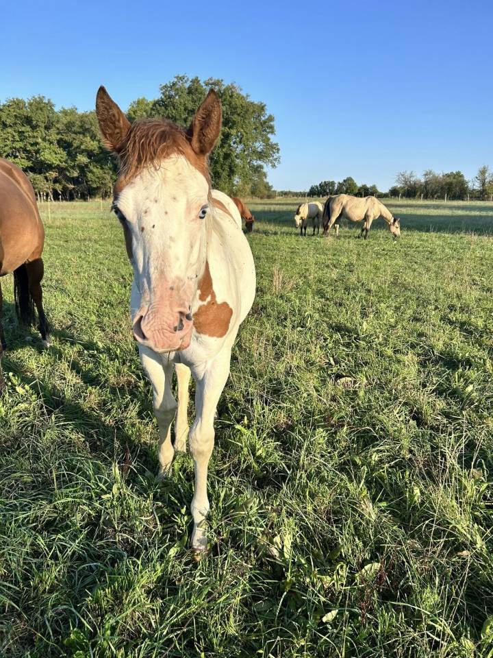 Filly Paint For sale 2025 Tovero