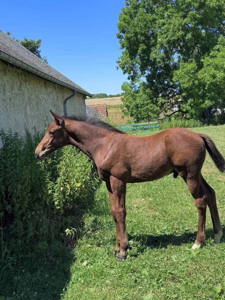 Colt Selle Français For sale 2025 Dark Bay