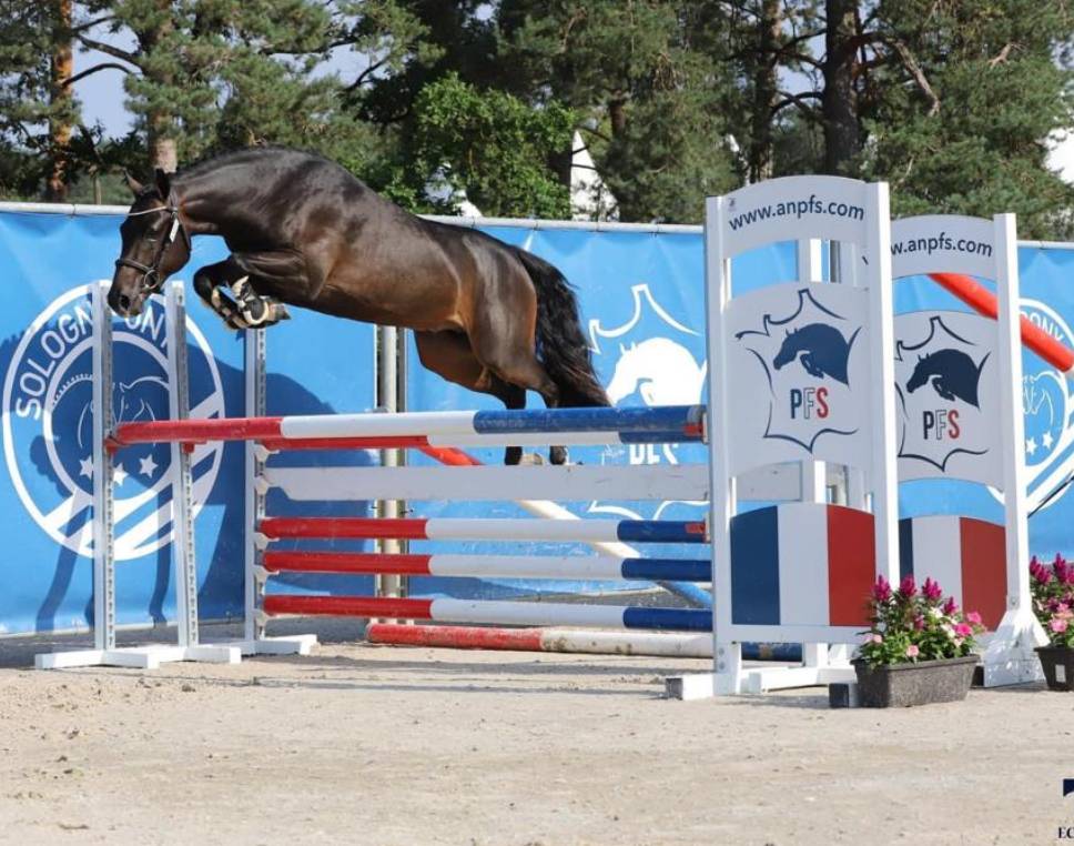 Filly New Forest For sale 2025 Coloured