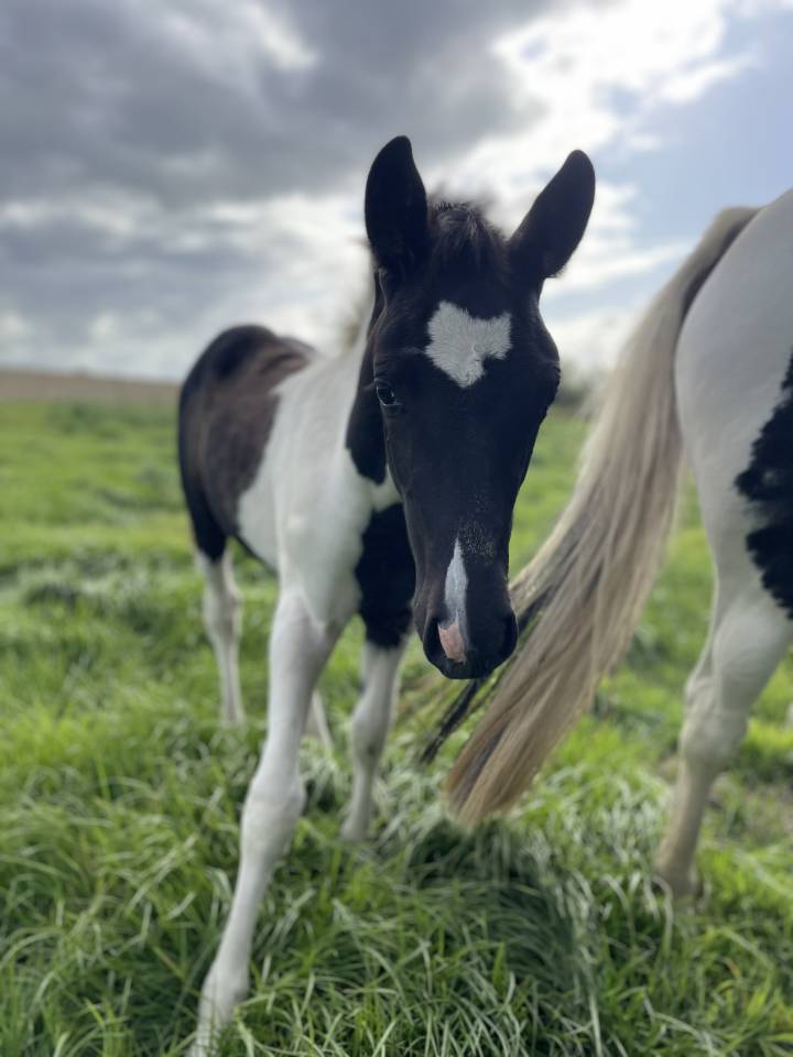 Filly New Forest For sale 2025 Coloured