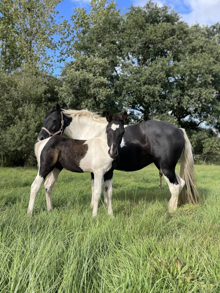 Filly New Forest For sale 2025 Coloured