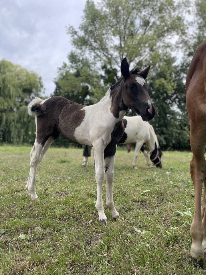 Filly New Forest For sale 2025 Coloured