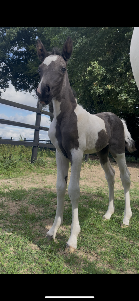 Filly New Forest For sale 2025 Coloured