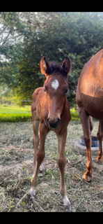 Filly Selle Français For sale 2025 Bay