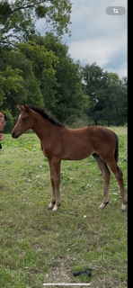 Filly Selle Français For sale 2025 Bay