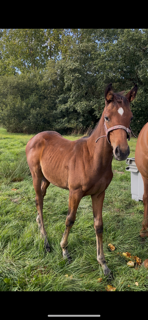Filly Selle Français For sale 2025 Bay