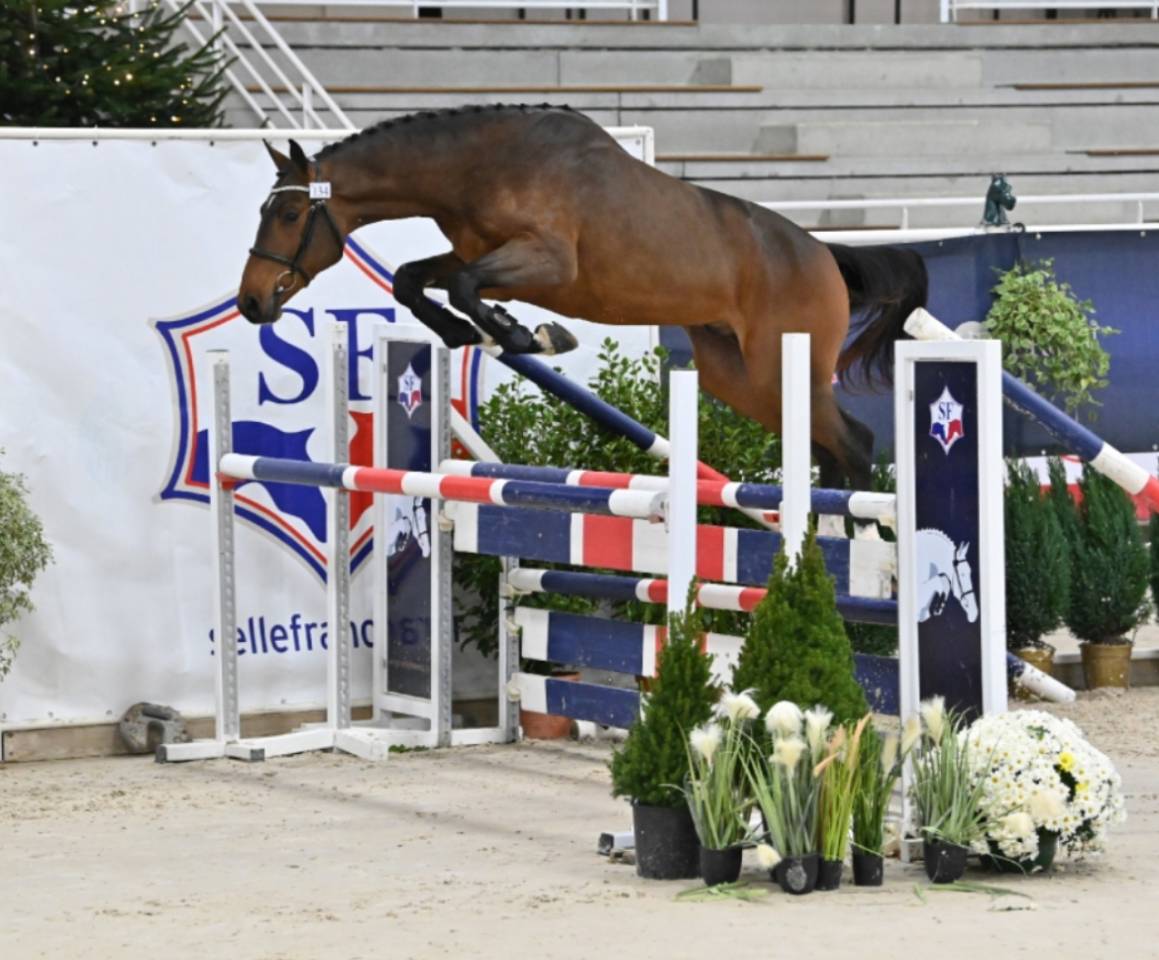 Filly Selle Français For sale 2025 Bay