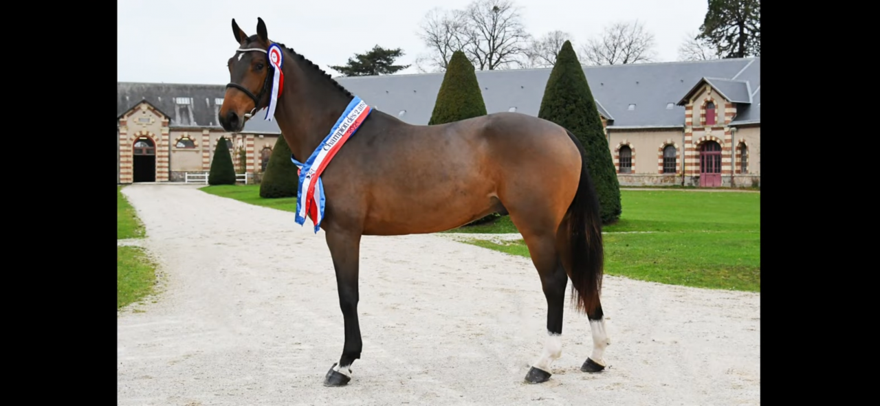 Filly Selle Français For sale 2025 Bay