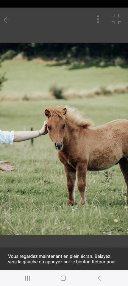 Colt Shetland Pony For sale 2025 Chesnut