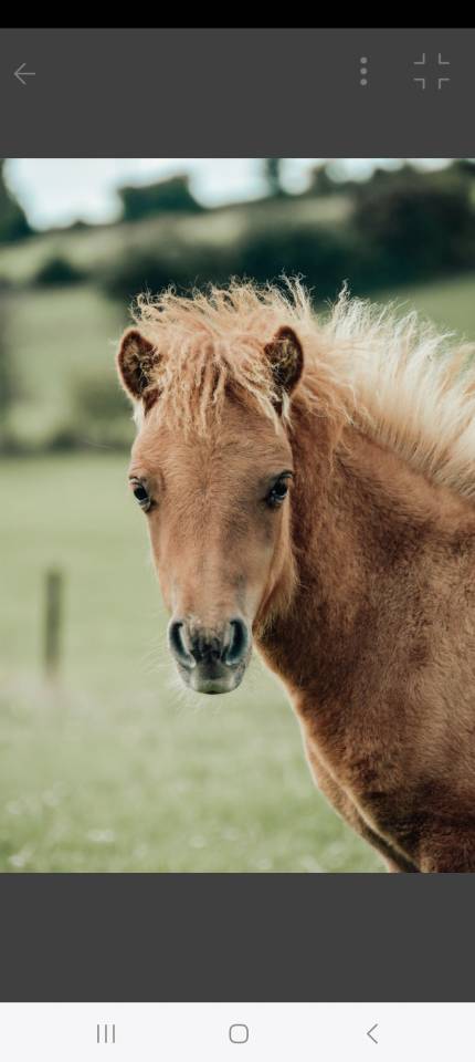 Colt Shetland Pony For sale 2025 Chesnut