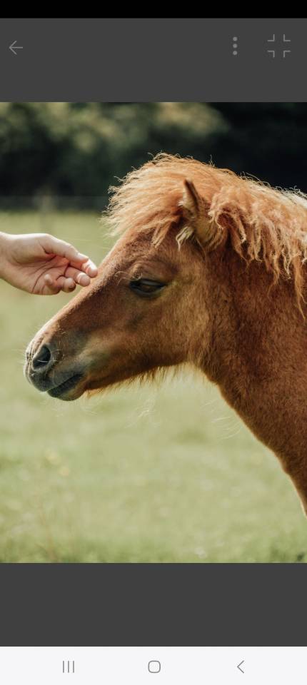 Colt Shetland Pony For sale 2025 Chesnut