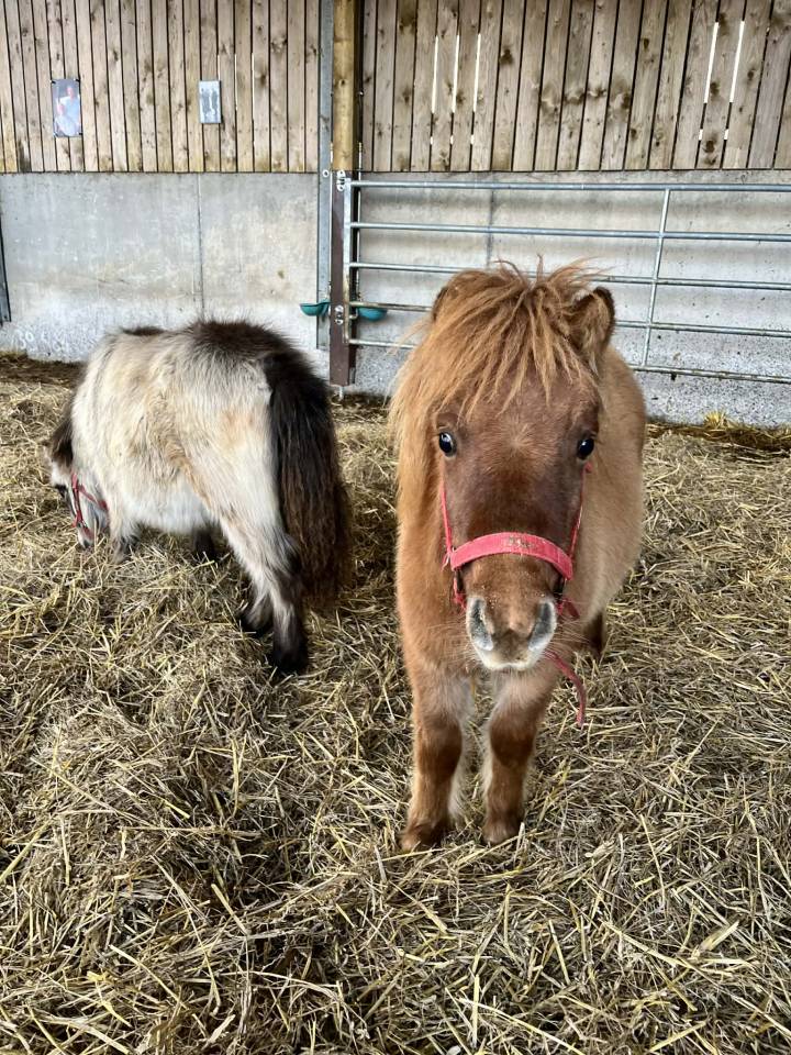 Colt Shetland Pony For sale 2025 Chesnut