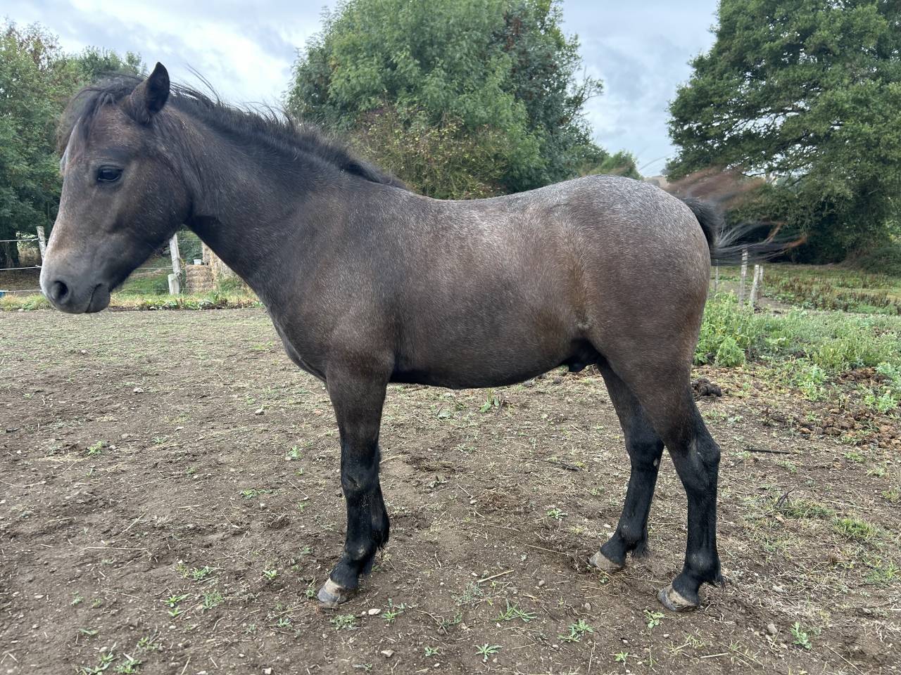 Gelding Dartmoor For sale 2024 Grey