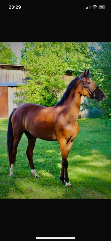 Gelding Belgian Riding Pony For sale 2021 Bay