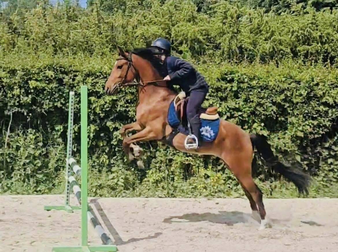 Gelding Belgian Riding Pony For sale 2021 Bay