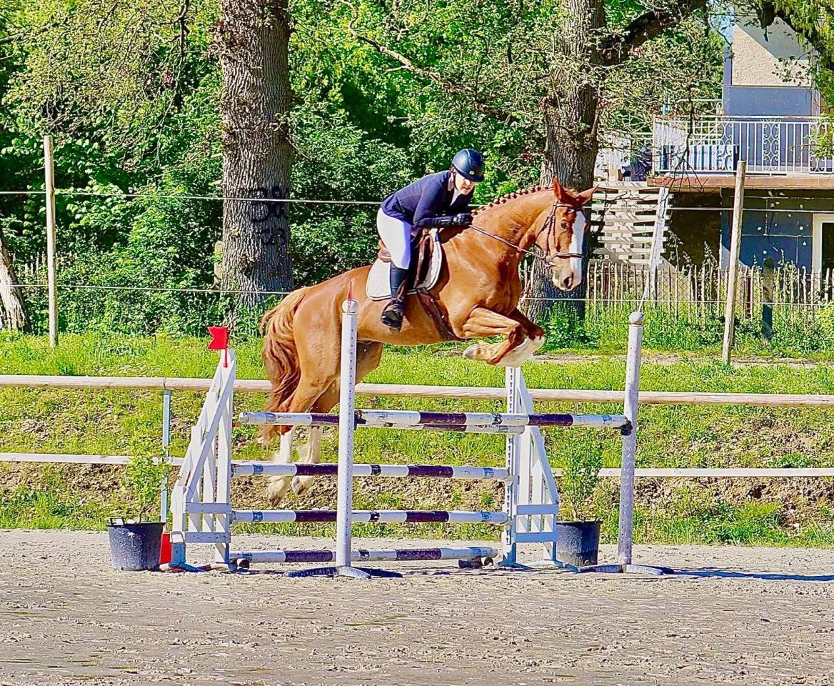 Gelding Selle Français For sale 2015 Chesnut