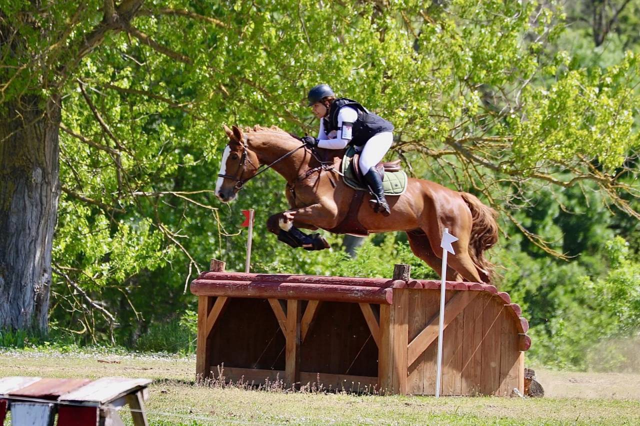 Gelding Selle Français For sale 2015 Chesnut