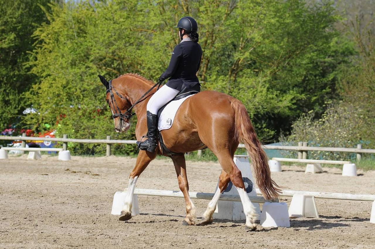 Gelding Selle Français For sale 2015 Chesnut