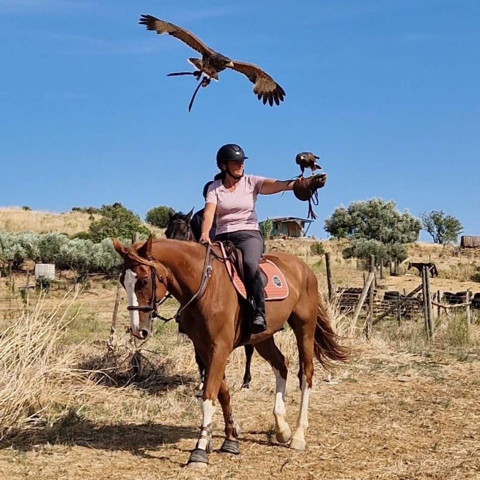 Gelding Selle Français For sale 2015 Chesnut