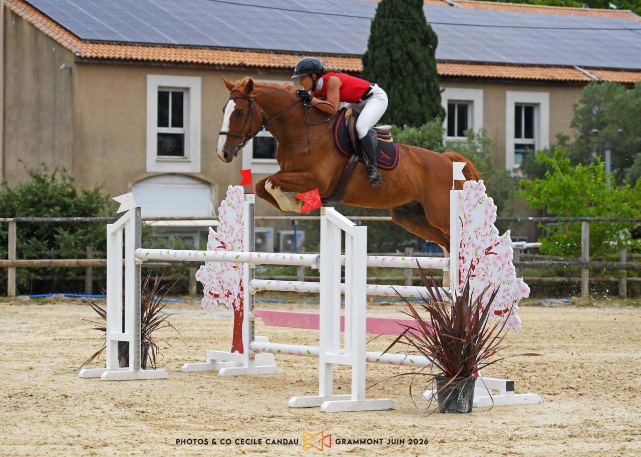 Gelding Selle Fran&ccedil;ais For sale 2015 Chesnut