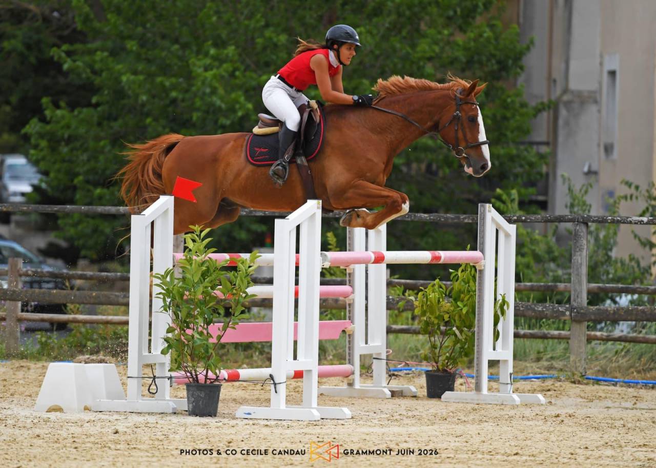 Gelding Selle Fran&ccedil;ais For sale 2015 Chesnut