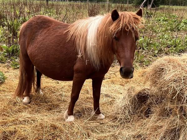 Broodmare Shetland Pony For sale 2015 Coloured