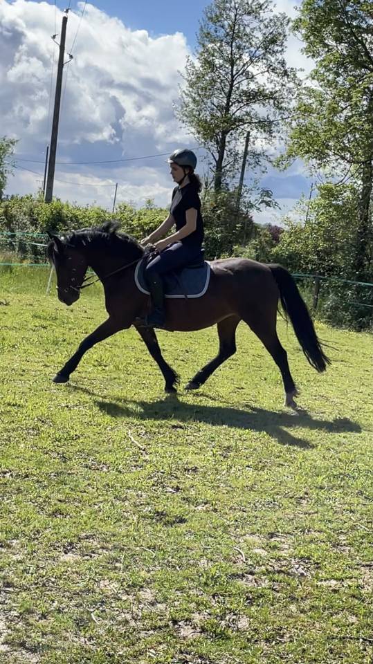 Mare Other Pony Breed Part-Livery 2014 Dark Bay