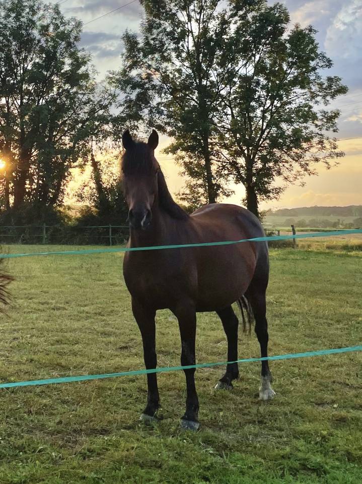 Mare Other Pony Breed Part-Livery 2014 Dark Bay