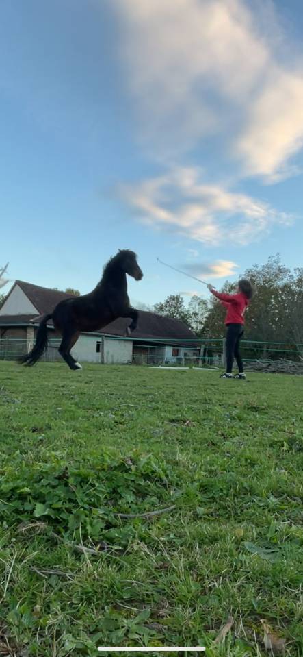 Mare Other Pony Breed Part-Livery 2014 Dark Bay