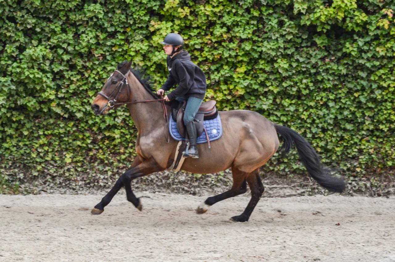 Mare French Trotter For sale 2011 Bay