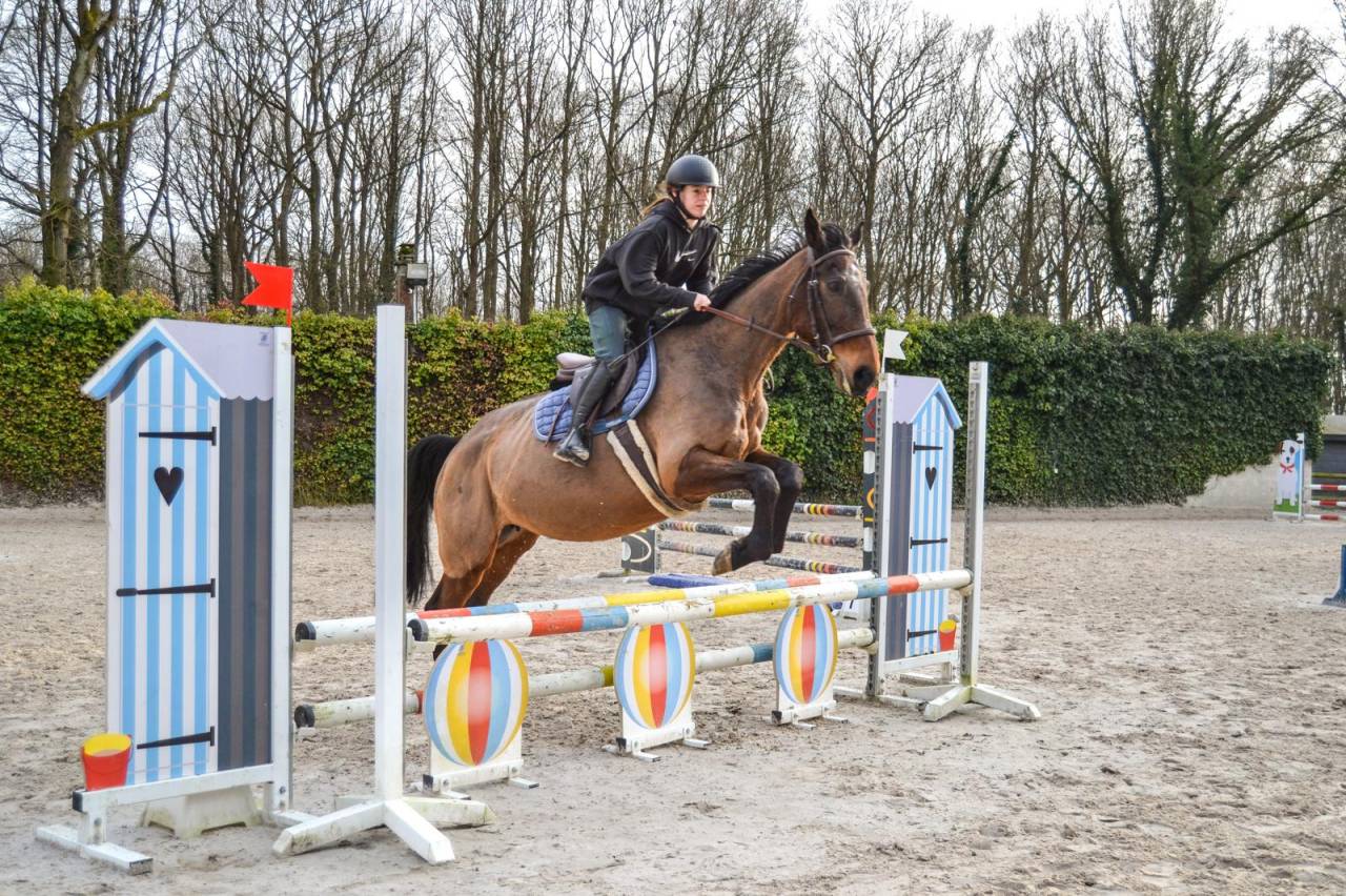 Mare French Trotter For sale 2011 Bay