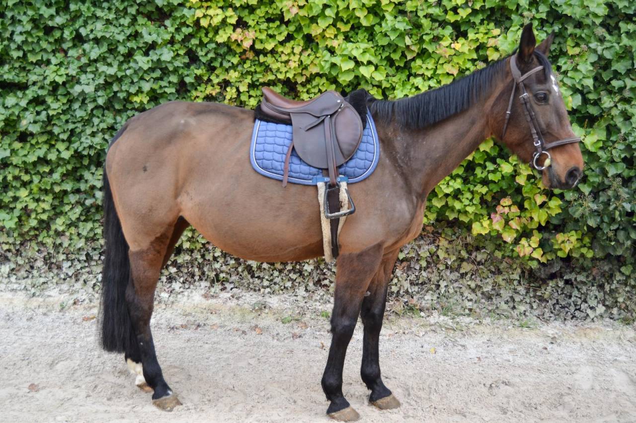 Mare French Trotter For sale 2011 Bay