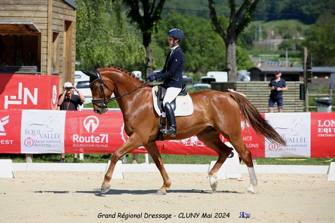Gelding AES Anglo European Studbook For sale 2018 Chesnut