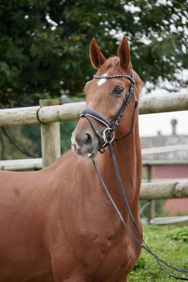 Gelding AES Anglo European Studbook For sale 2018 Chesnut