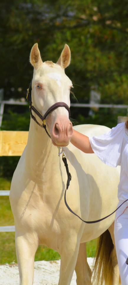 Filly Lusitano For sale 2022 Cream